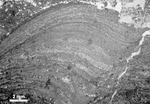 Struktura sinicowa w obrazie mikroskopowym /fot. S. Ostrowski