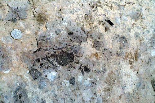 Wielka otwornica Nummulites (numulit) w piaskowcu dolomitowym. Kamieniołom Pod Capkami. /fot. E. Jurewicz