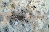 Wielka otwornica Nummulites (numulit) w piaskowcu dolomitowym. Kamieniołom Pod Capkami. /fot. E. Jurewicz