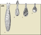 Skaotocze w wydreniach: A - Litophaga, B - Gastrochaena, C - Aspidopholas, D - Jouannetia. Na podstawie [2]